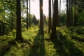 Budimex i Dyrekcja Generalna Lasów Państwowych chcą wspólnie działać  na rzecz ochrony środowiska 